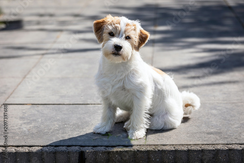 Puppy dog boomer
