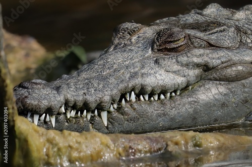Cute Young American Crocodile Resting Sharp Teeth Eye Still Sees You 