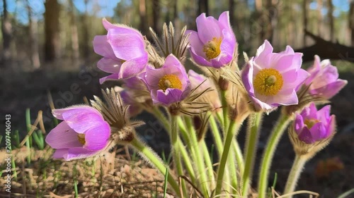 Beautiful purple flowers in forest. Pulsatilla patens pasque flower or prairie crocus. Pulsatilla patens is a species of flowering plant in the family Ranunculaceae. Flower is listed in the Red Book