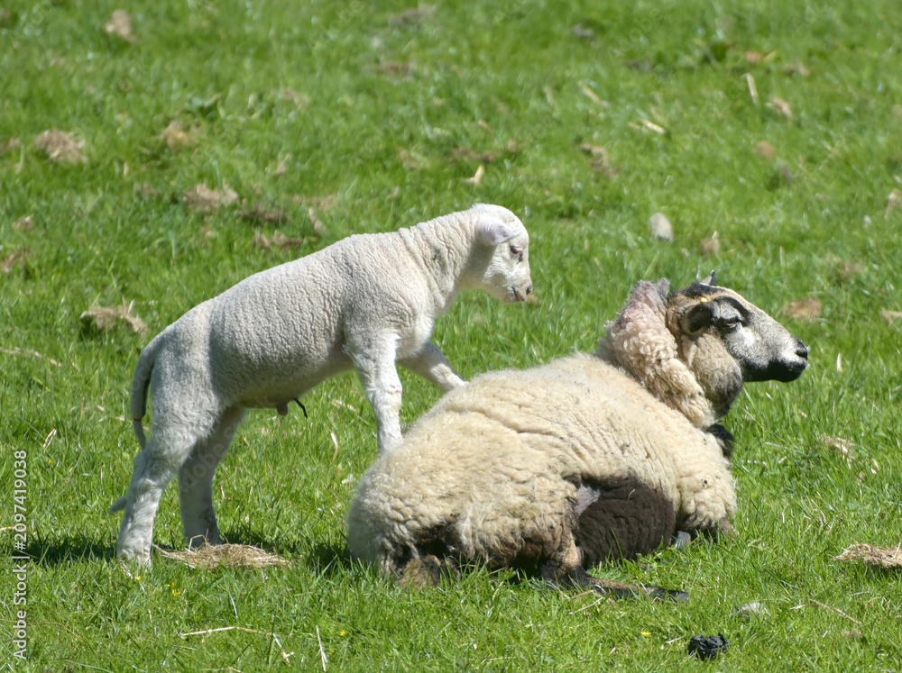 Fototapeta premium Lambs and sheep in Mickleden Valley beneath Langdale Pikes in Lake District