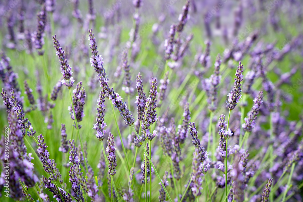 Fototapeta premium Blooming lavender flowers in a field with soft natural light. Purple floral background. Selective focus.