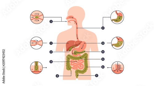 Human Digestive System Infographic detailed anatomical diagram with numbered organs and process callouts ideal for medical education and biology textbooks.