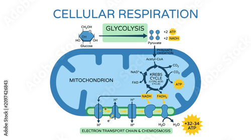Cellular Respiration Diagram: Glycolysis, Krebs Cycle, ATP Production