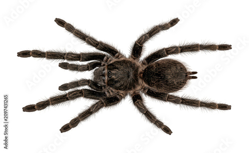 Quadro su tela Hairy tarantula theme Brown spider design Giant arachnid theme Macro tarantula d