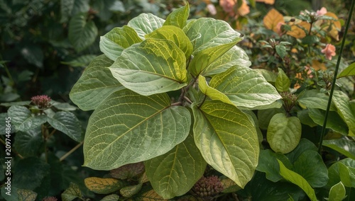 Large Green Leaves with Vei...
