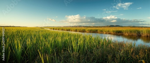 Vast Green Rice Field with ...