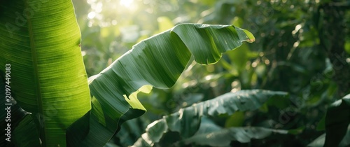 Sunlight Filtering Through ...