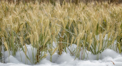 Wheat Field Surrounded by S...