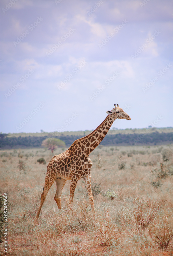 Fototapeta premium Natural habitat of animals in Africa