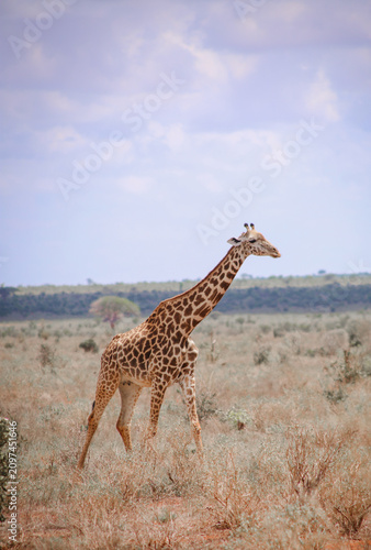 Canvas Print Natural habitat of animals in Africa