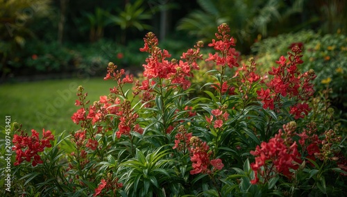 Bright Red Flowers Blooming...