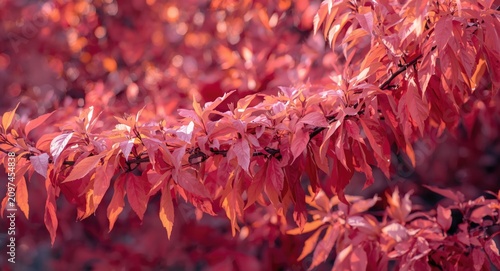 Vibrant Red Autumn Leaves o...