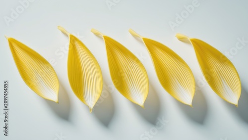 Top view of sunflower petal...