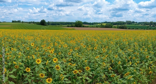 Vibrant Sunflower Field Und...