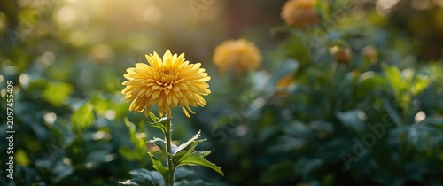 Yellow Flower Blooming in a...
