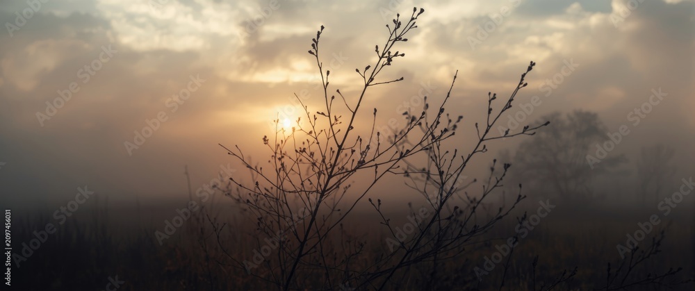 Fototapeta premium Silhouette of Branches Against a Foggy Sunrise in a Pastel Sky