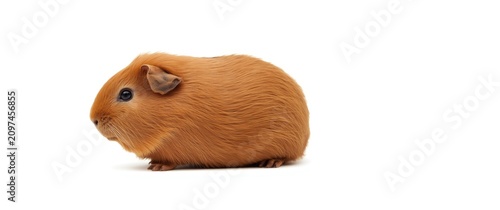 Brown guinea pig sitting on...
