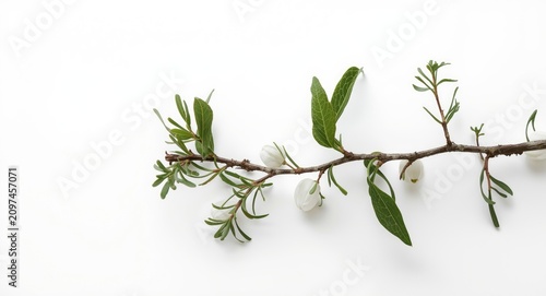 Twig with White Flowers and...