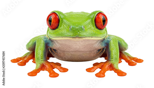 Tableau sur toile Vibrant red eyed tree frog theme Exotic green frog design Colorful arboreal frog