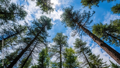 Tall Pine Trees Reaching To...