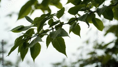 Green leaves on a branch ag...