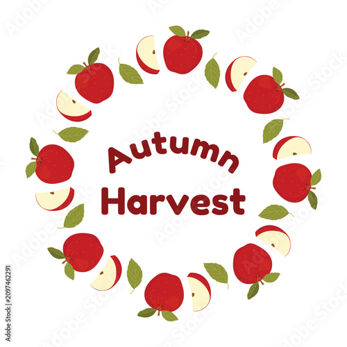 Red apple wreath with Autumn Harvest text. Vector round frame border with whole fruits, cut slices and green leaves isolated on white background. Cozy holiday card or poster template.