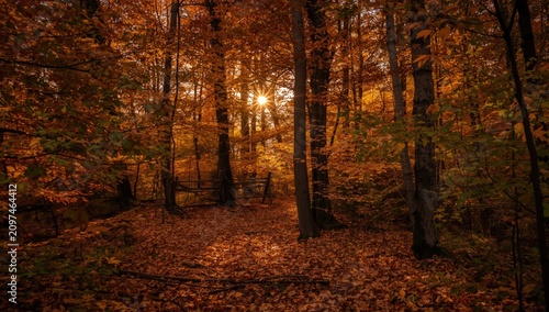 Sunlight filtering through ...