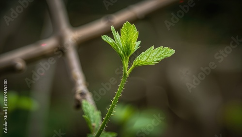 New Green Plant Shoot Growi...