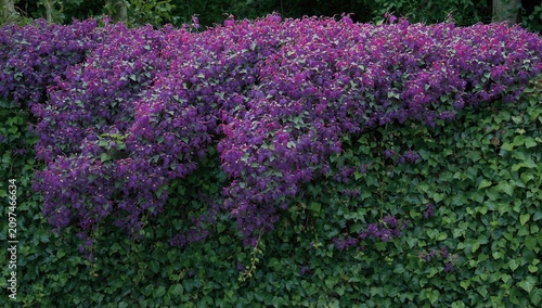 Vibrant Purple Bougainville...