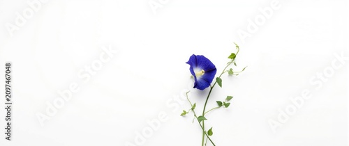 Single Blue Flower with Gre...
