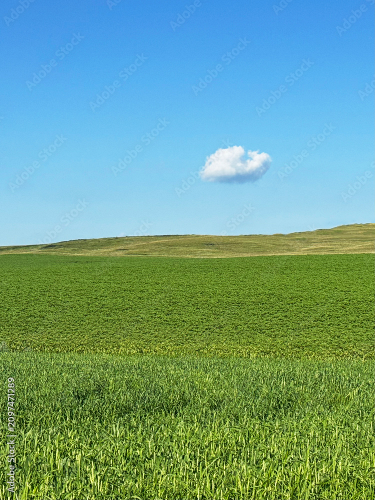 Obraz premium A green field with fresh May spring grass and a small cloud in the blue sky. A minimalist summer landscape without unnecessary details, a background for text.