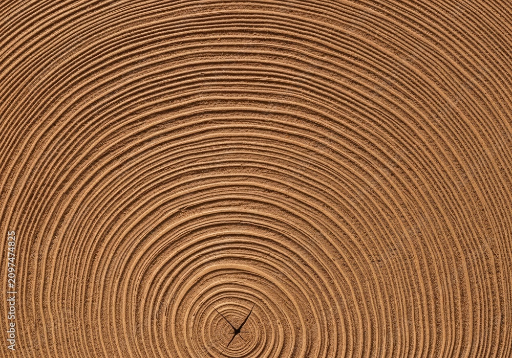 Fototapeta premium Close-up of a Tree Ring Pattern Showing Growth Rings.