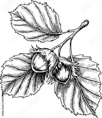Photos Detailed black and white ink of a hazelnut branch with leaves and two ripe hazel