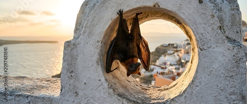 Frugivorous bat hanging upside down outdoors at sunset with coastal view