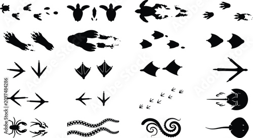 Foto Animal Footprints, Marine Wildlife Tracks, and Beach Creature Silhouette Vector