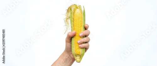 Hand holding fresh ear of corn isolated on white background