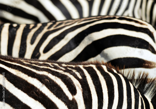 Kenya, Amboseli National Park, close up on zebra stripes