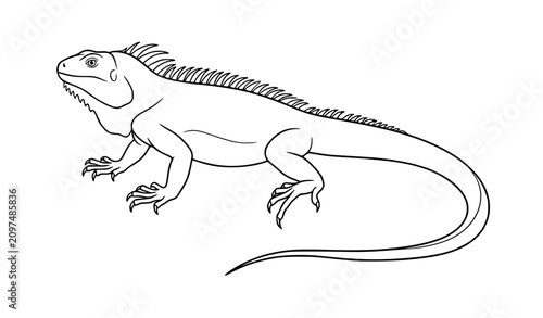 Foto Hand Drawn Iguana Lizard Black and White Sketch Illustration