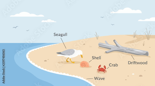 Seagull on Beach with Shell Crab Driftwood Vector Illustration