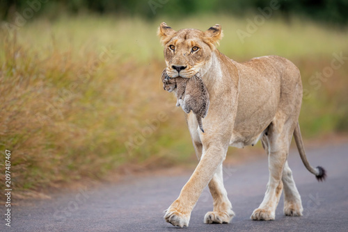 Lion cubs protected by their mother in Kruger National Park in South Africa