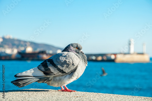 Photos Grey Pigeon Bird Standing on Stone Wall by Sea Bay with Yalta Lighthouse Backgro