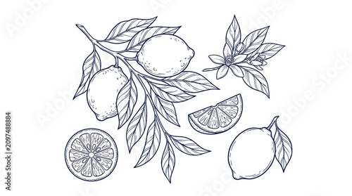 Obraz na plátně Detailed botanical line art illustration featuring fresh lemons with green leave