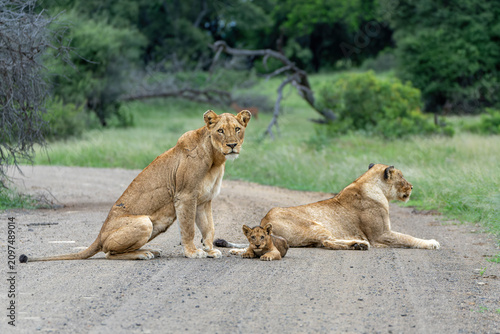 Lion cubs protected by their mother in Kruger National Park in South Africa