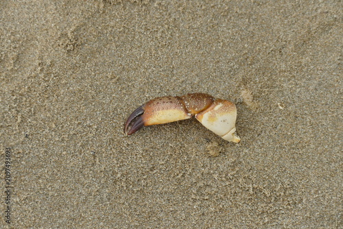 Photography Small Crab Crawling on the Sandy Beach