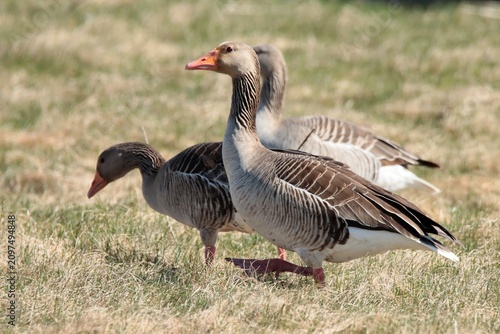 Fotografía goose on the beach