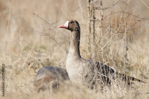 Картината върху платно goose on the beach