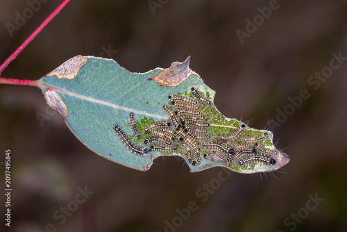 Fotografie Gum Leaf Skeletoniser Caterpillars Feeding Along Leaf Edge