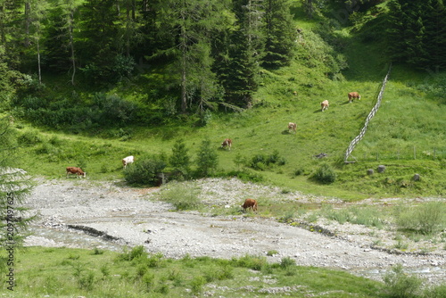 Prato Alpino