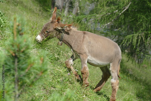 Young Donkey Grazing on a Steep Mountain Slope