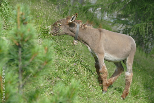 Young Donkey Grazing on a Steep Mountain Slope